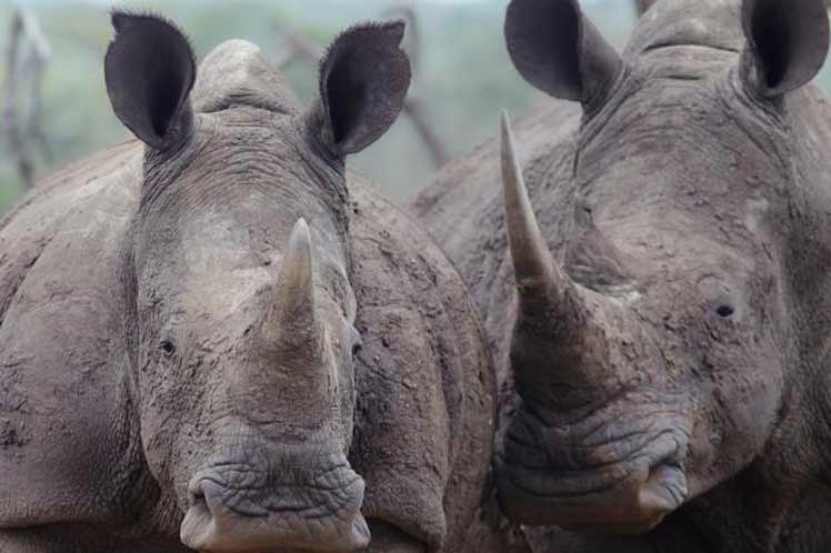 disminuye-cifra-de-rinocerontes-muertos-por-caza-ilegal-en-sudafrica