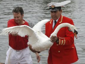 cisne de la Reina