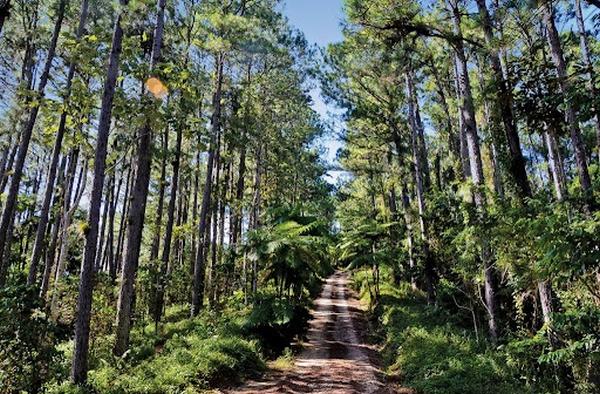 pinos topes de collantes cuba