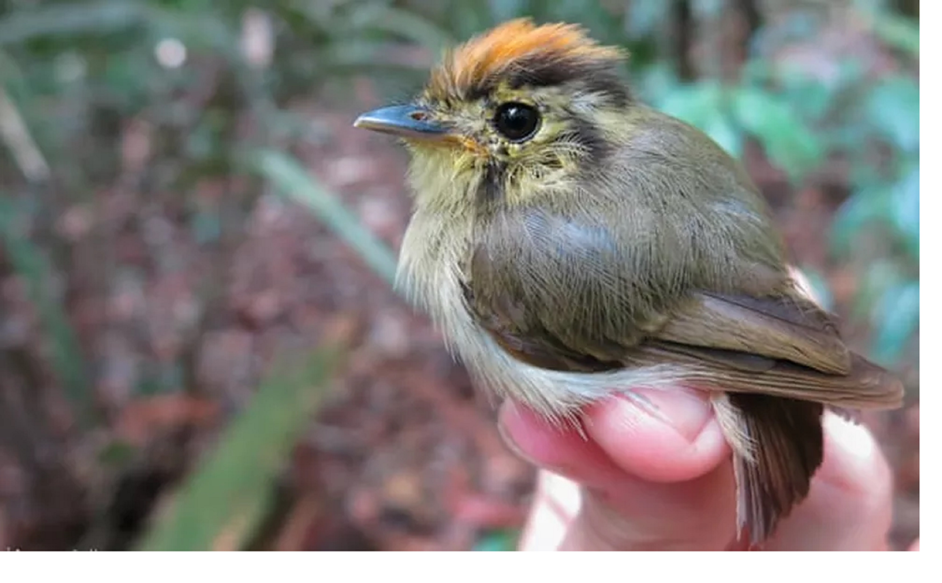 Calentamiento global altera tamano de pajaros en Amazonia