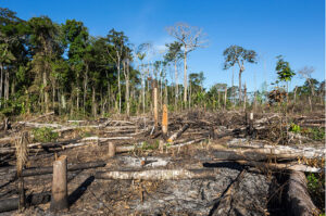 Deforestacion-Amazonia-brasilena