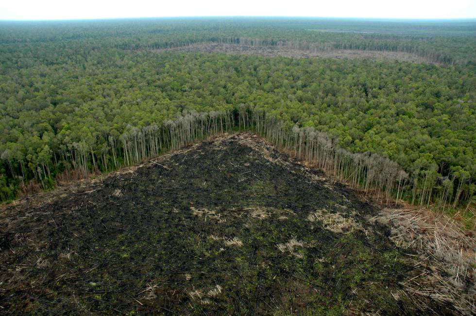 Ecuador recibe fondo de Noruega para combatir deforestación