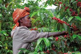 caficultura en Angola