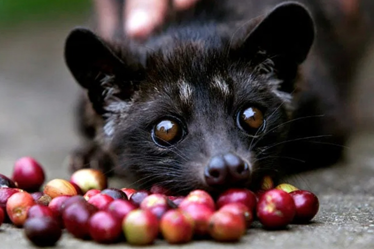 Luwak