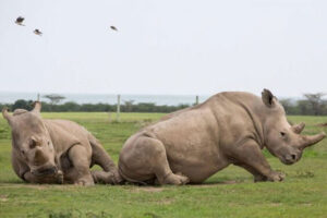 rinocerontes-blancos-sudafricanos-a-Ruanda