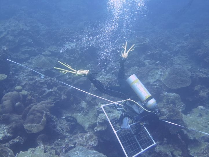 promueven-semana-de-buceo-internacional-en-bahamas