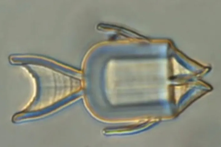 Microdispositivos-en-forma-de-cangrejo,-mariposa-y-pez-impresos-en-4D