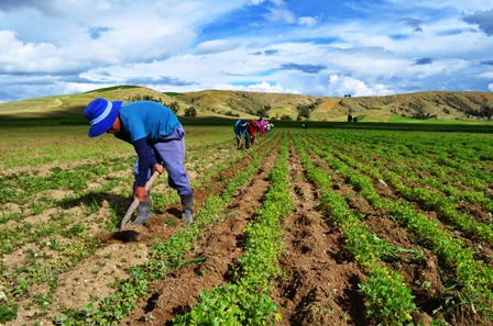 agricultura-Bolivia