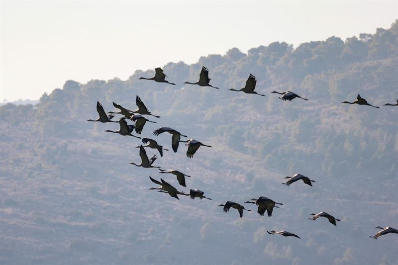 unas-cinco-mil-grullas-muertas-en-israel-por-gripe-aviaria
