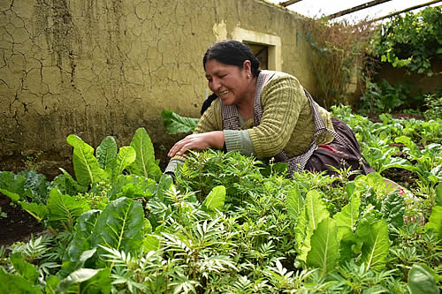 Bolivia fortalecerá agricultura urbana