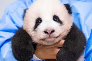 bebé Panda