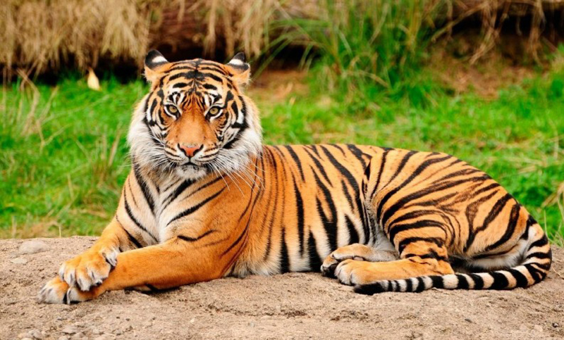 tigre