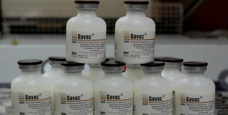 vacuna Gavac