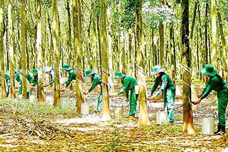 aumenta-vietnam-cobertura-forestal