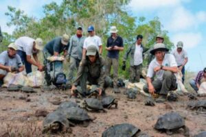 tortugas-retornan-a-su-habitat-en-islas-galapagos-en-ecuador