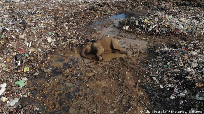 elefantes-mueren-tras-digerir-residuos-plasticos-en-sri-lanka