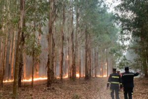 Incendio-Forest-Uruguay