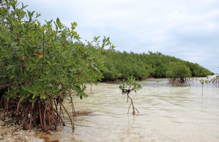 manglares cuba