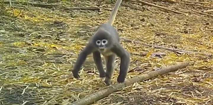 mono con ojeras blancas
