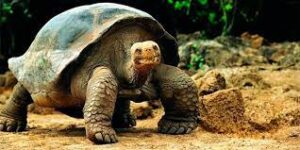 tortugas gigantes Galapagos
