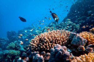altas-temperaturas-producen-blanqueo-en-corales-de-isla-en-costa-rica