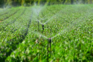 agricultura, meditarráneo, pronóstico, baja, informe