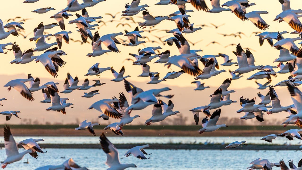 aves-migratorias-disminuyen-debido-a-destruccion-del-habitat