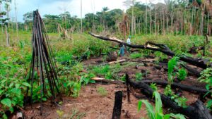 depredacion Amazonas Brasil