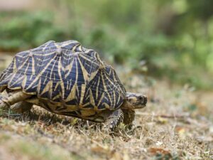 India, tortuga estrellada, desaparición, comercio, mascota