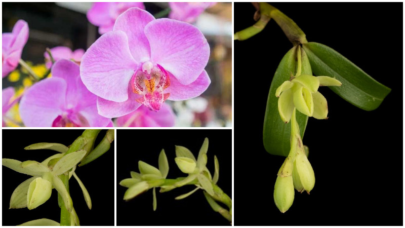 Hallan en Costa Rica 20 nuevas especies de orquídeas