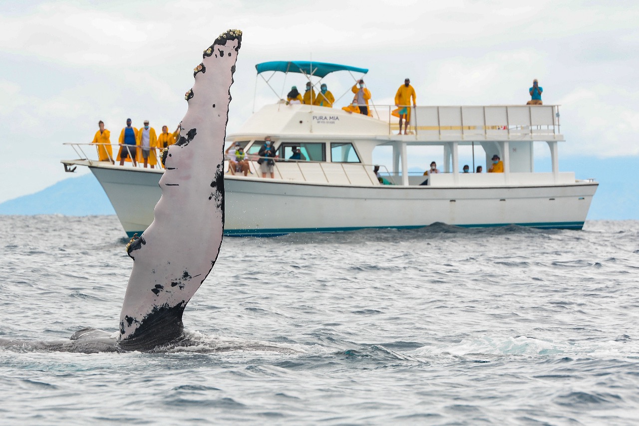 yate ballena