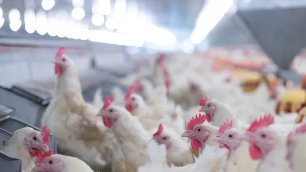 Diez millones de animales sacrificados en Francia por gripe aviar