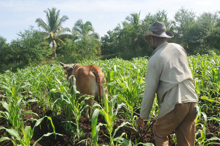 en-cuba-taller-de-la-fao-sobre-manejo-agroecologico