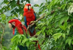 Costa Rica, recuperación, especies, vida, silvestre