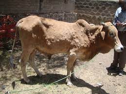 dermatosis en el ganado
