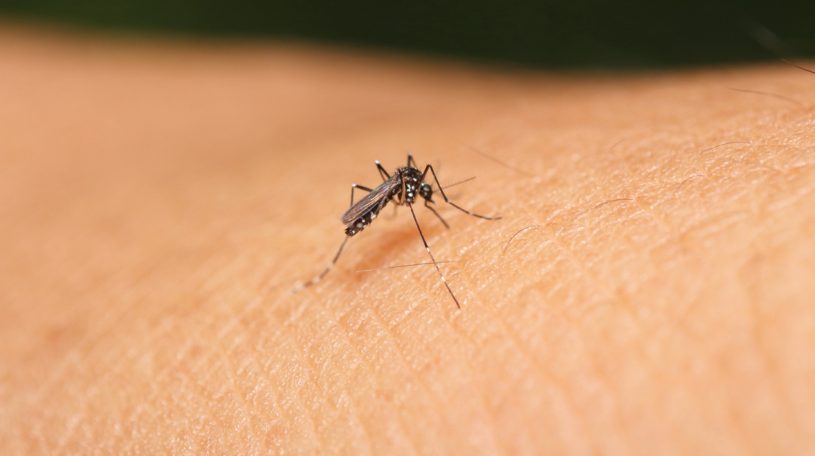mosquito virus zika