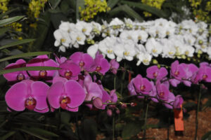 Dominicana, jardín botánico, orquídeas