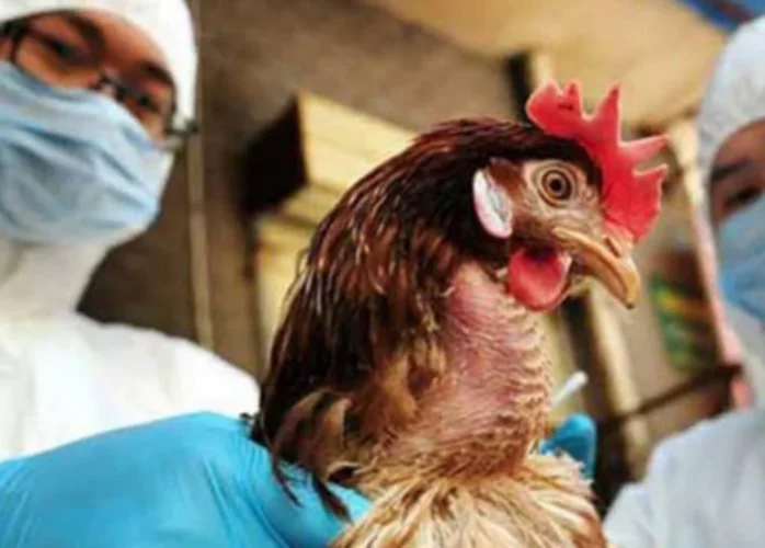 panama gripe aviar