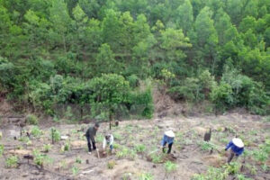 Vietnam, bosques, cobertura, forestal