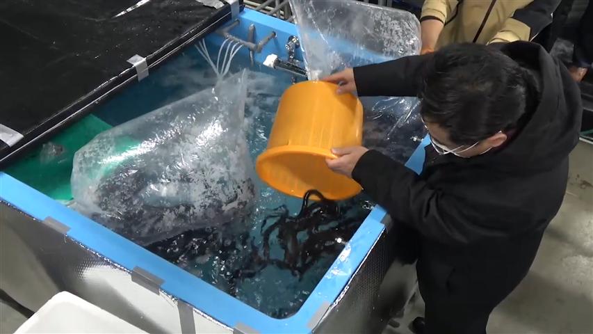 utilizan-nieve-para-enfriar-servidores-y-criar-anguilas-en-japon