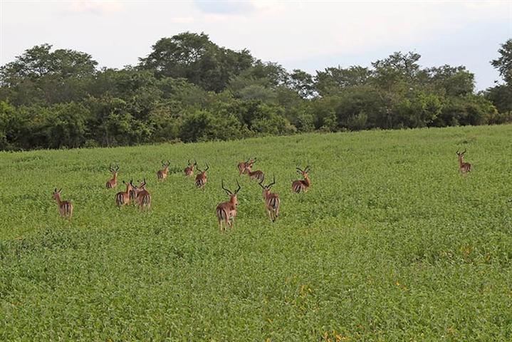 proyecto-contra-comercio-ilegal-de-especies-silvestres-en-angola