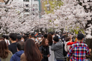 Hanami, Sakura, cerezos en flor, Japón