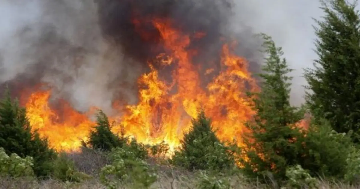 Incendio consume área forestal en occidente de Cuba