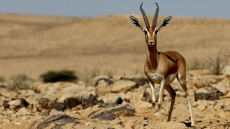 alertan-sobre-disminucion-de-la-biodiversidad-en-israel