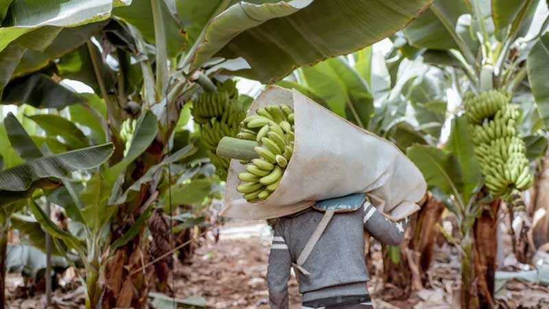 inseguridad-afecta-exportacion-de-banano-en-ecuador