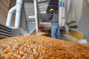 bolivia-cumple-entrega-de-maiz-en-granjas-de-santa-cruz