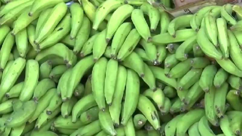 panama-importaciones-platanos