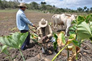 produccion-agricola