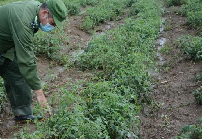 lluvias-benefician-agricultura-en-provincia-central-de-cuba