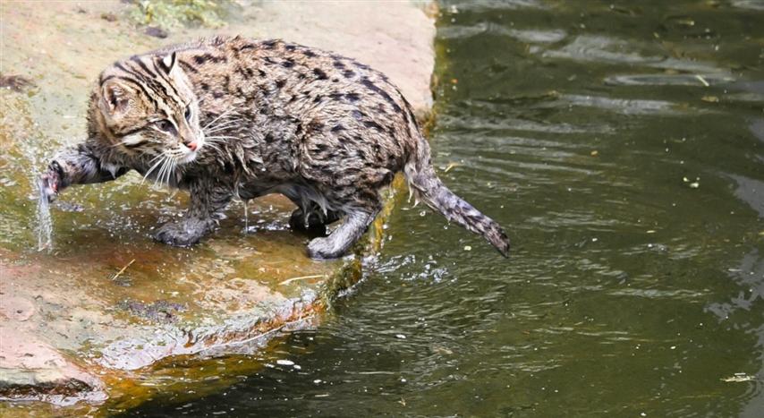 realizan-en-india-primer-censo-mundial-de-gatos-pescadores